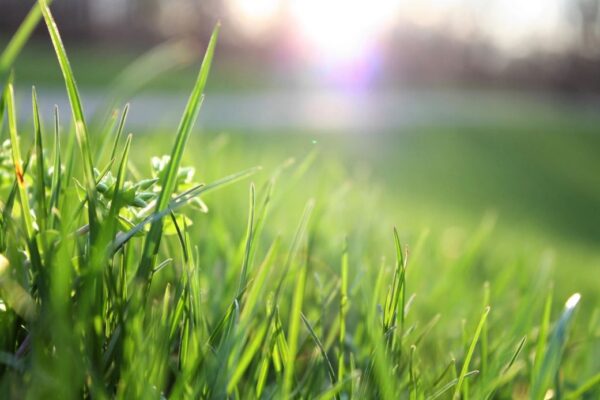 Gepflegtes Grün im eigenen Garten 