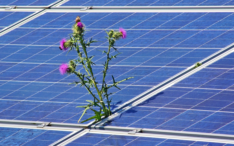 Solaranlage auf Dach verunreinigt durch Pflanzenwuchs