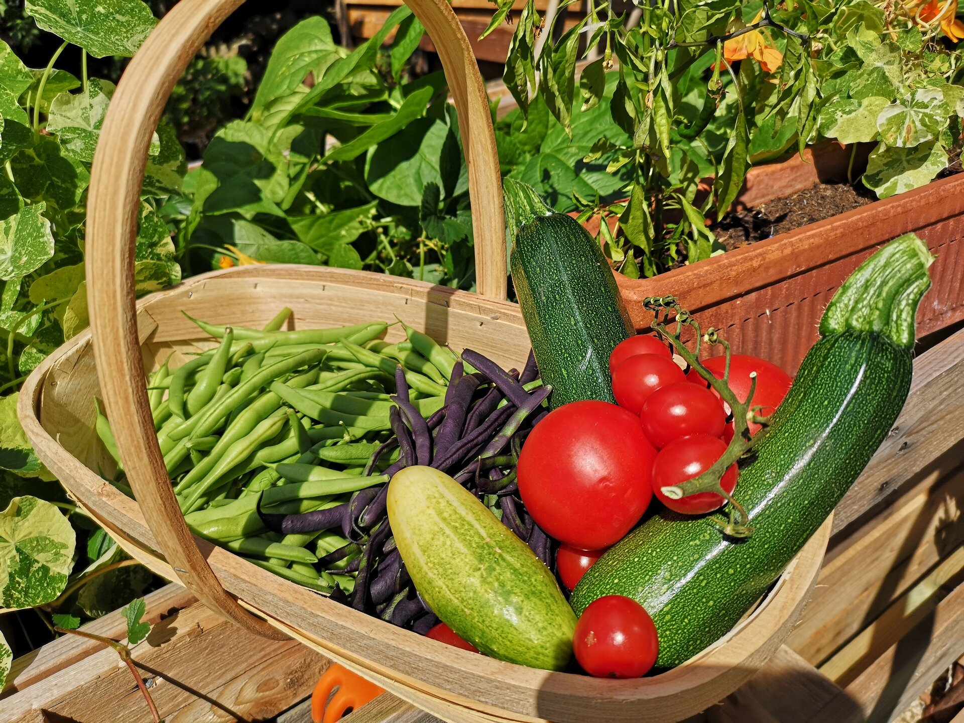 Lecker Schmecker – Obst und Gemüse aus den eigenen 4 Wänden